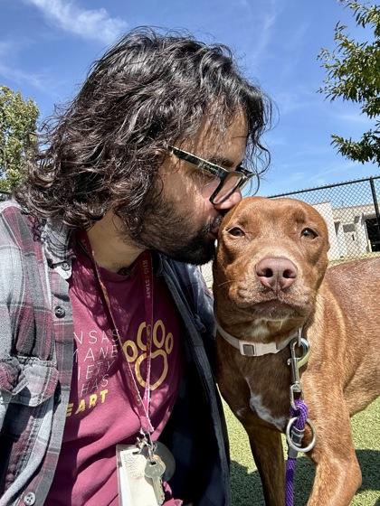 Enlarge Emma, a Adoptable mixed breed in Wichita, KS image 3/3