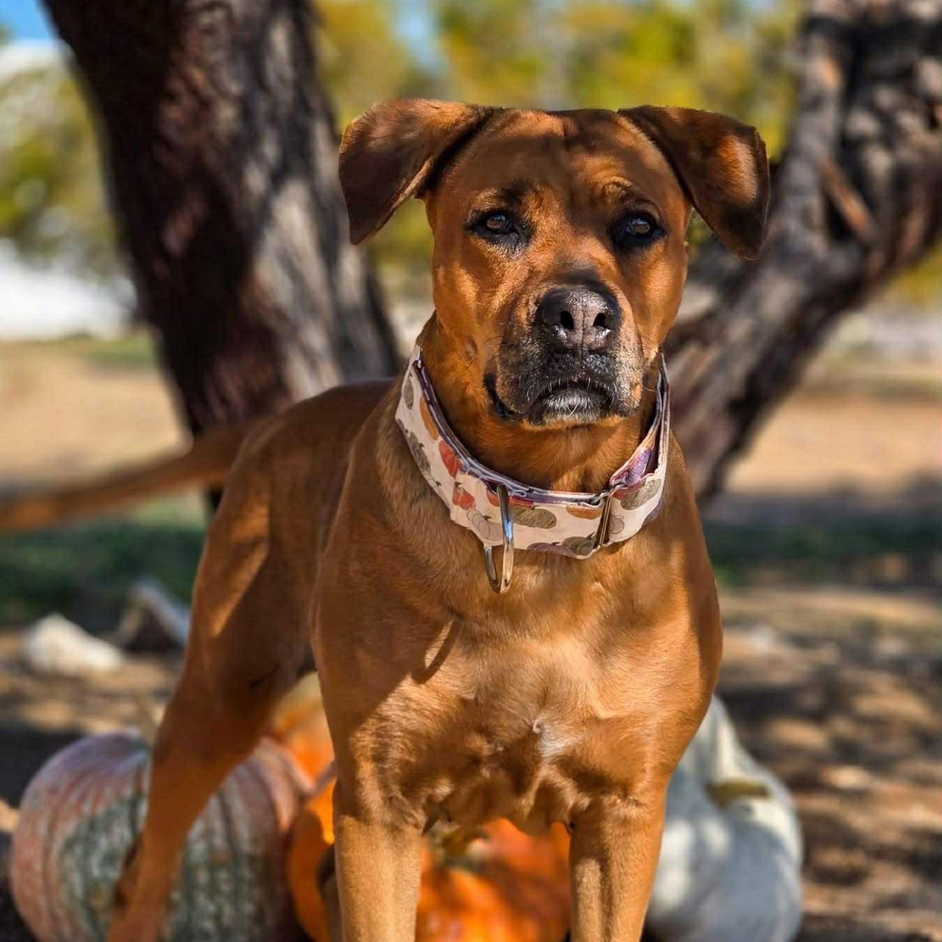 Melba, Adoptable, Adult Female Rhodesian Ridgeback.