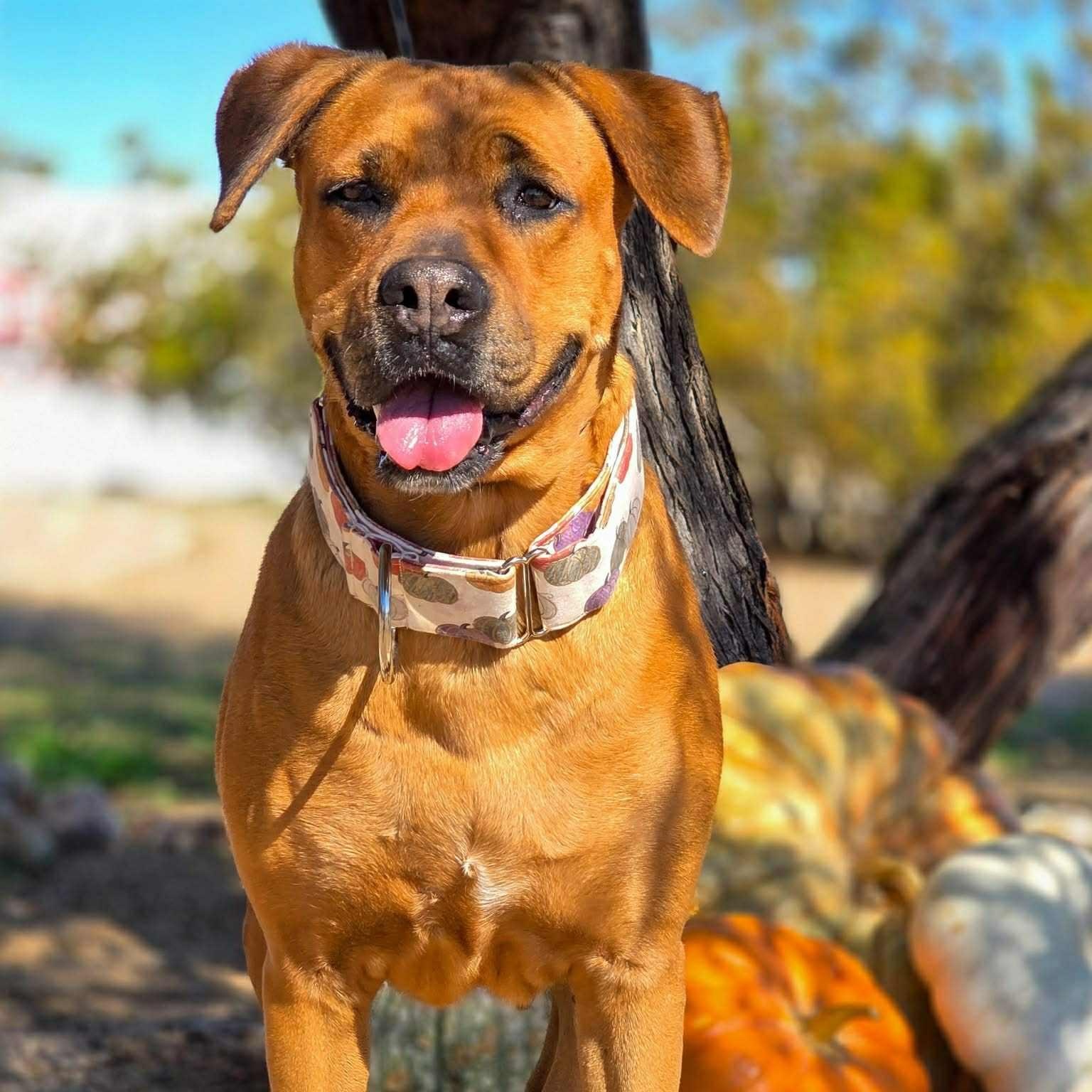 Enlarge Melba, a Adoptable mixed breed in Tehachapi, CA image 2/3