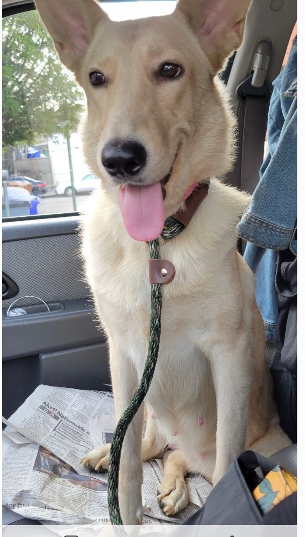 Enlarge Tora, a Adoptable German Shepherd Dog in Far Rockaway, NY image 1/1