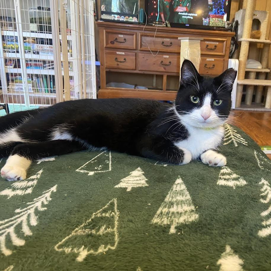 Baby Ruth, Adoptable, Young Female Domestic Short Hair.