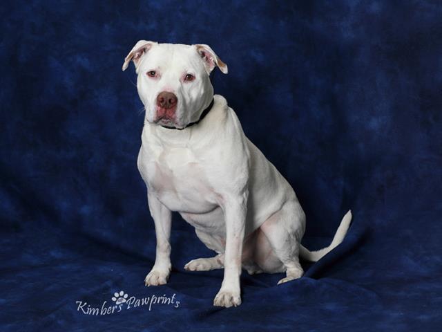 TAURO, Adoptable, Adult Male English Bulldog & Pit Bull Terrier.