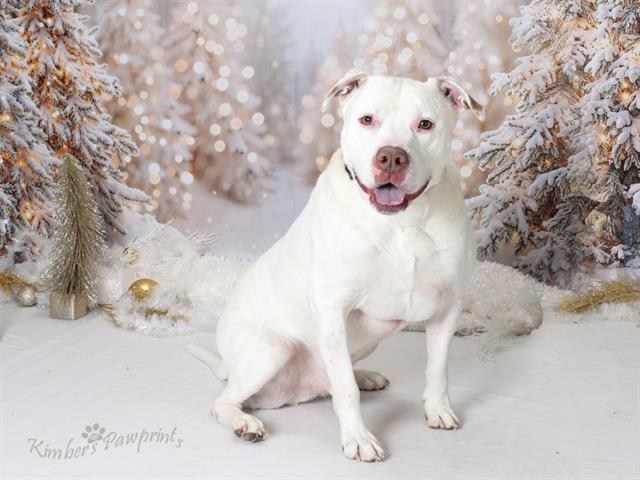 TAURO, Adoptable, Adult Male English Bulldog & Pit Bull Terrier.