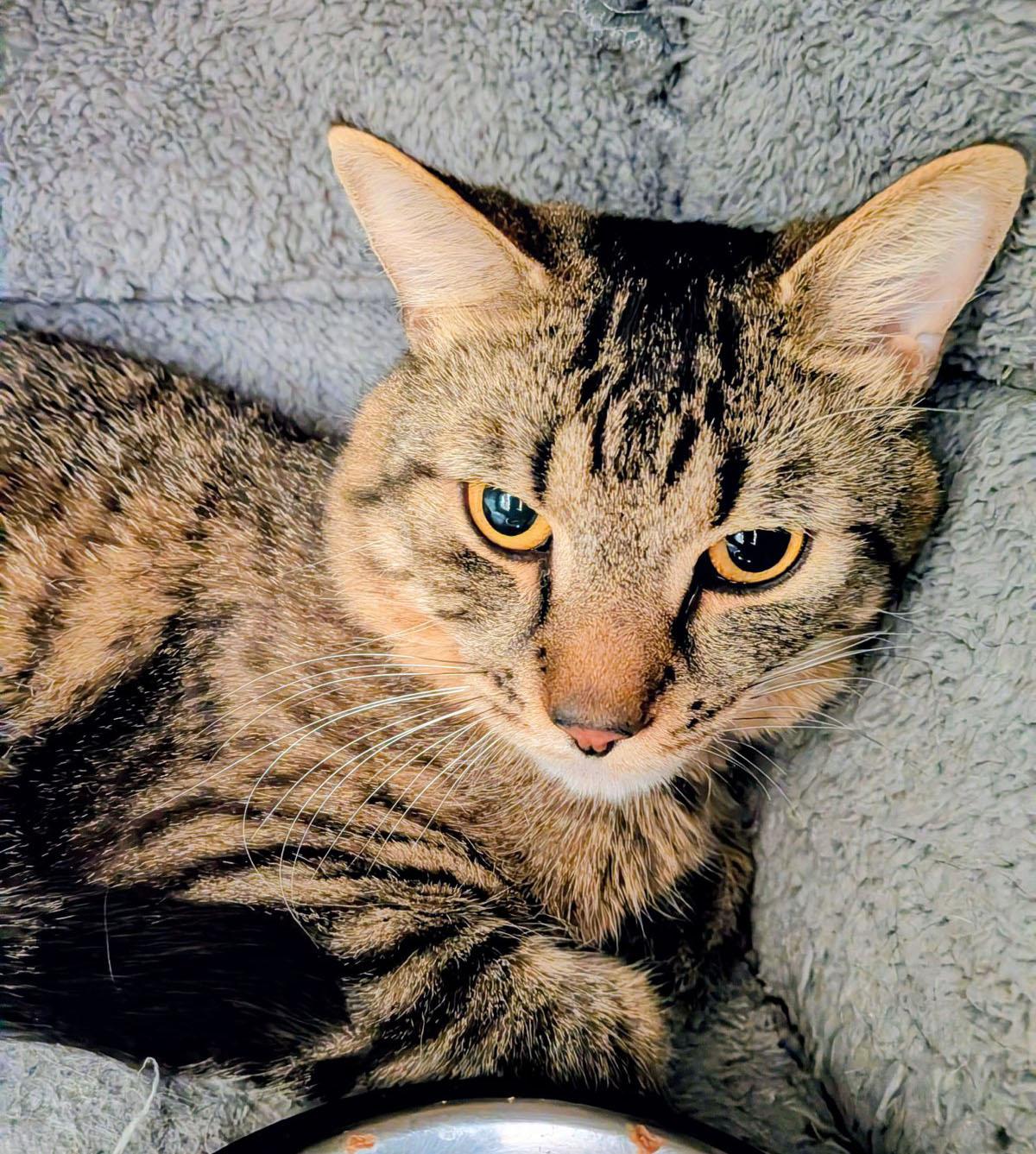 Enlarge Elvis, an adopted Tabby in Medfield, MA image 3/3