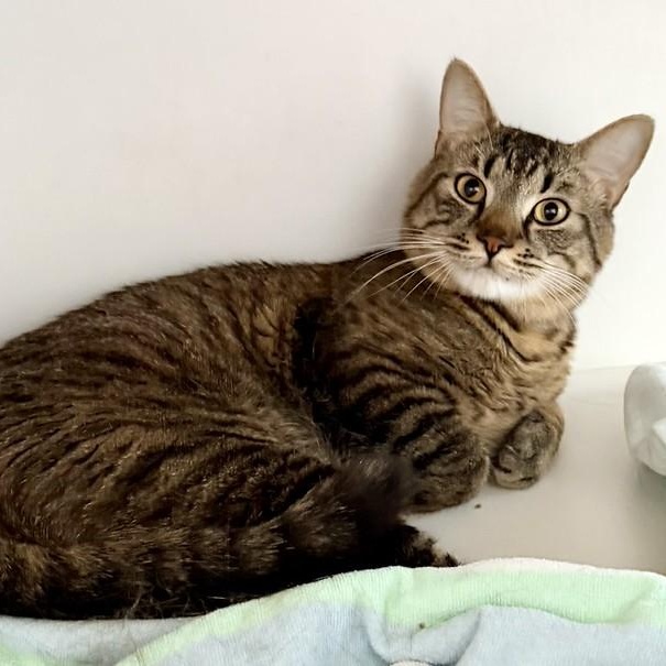 Elvis, adopted, Adult Male Tabby.