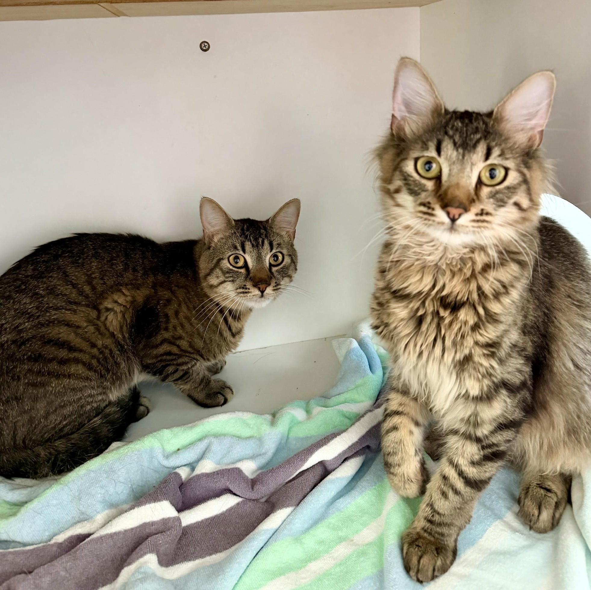 Enlarge Elvis, an adopted Tabby in Medfield, MA image 2/3