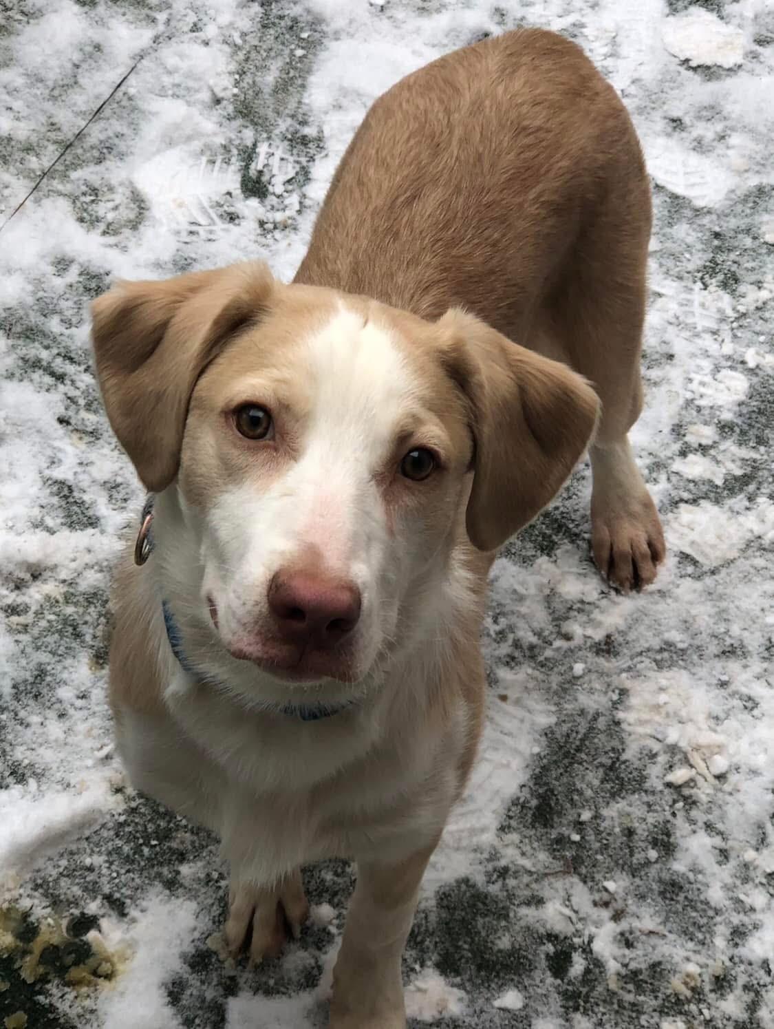 P.J., Young Male Brittany Spaniel