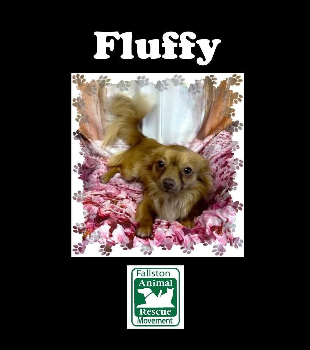 Fluffy, Adult Male Chihuahua