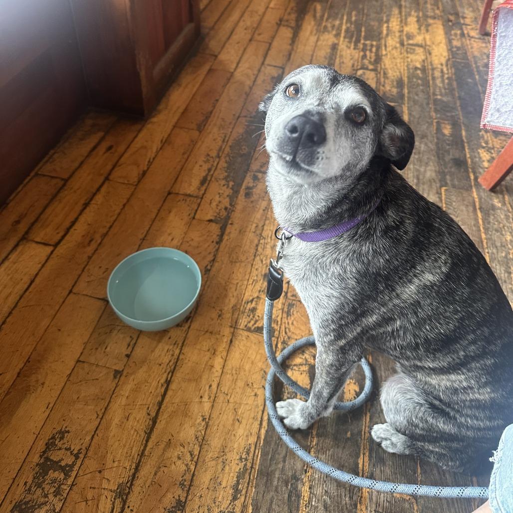 Goose, Adoptable, Senior Female Australian Cattle Dog / Blue Heeler & Mixed Breed.