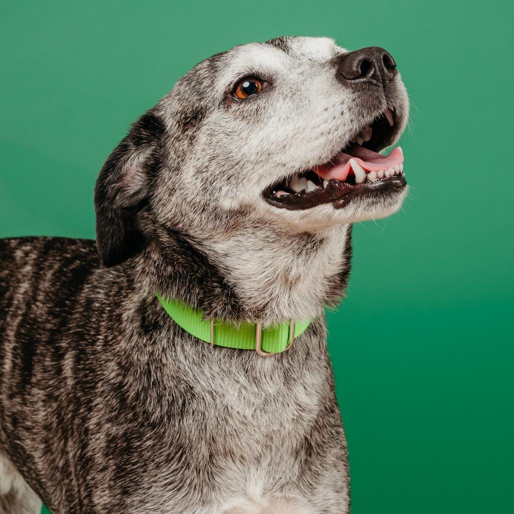 Enlarge Goose, a Adoptable mixed breed in Fayetteville, AR image 1/6
