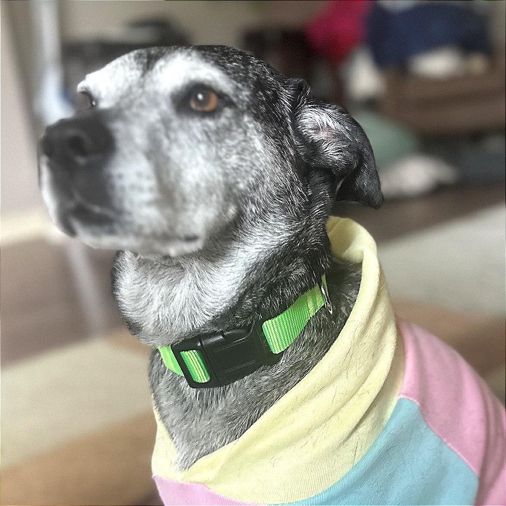 Enlarge Goose, a Adoptable mixed breed in Fayetteville, AR image 2/6