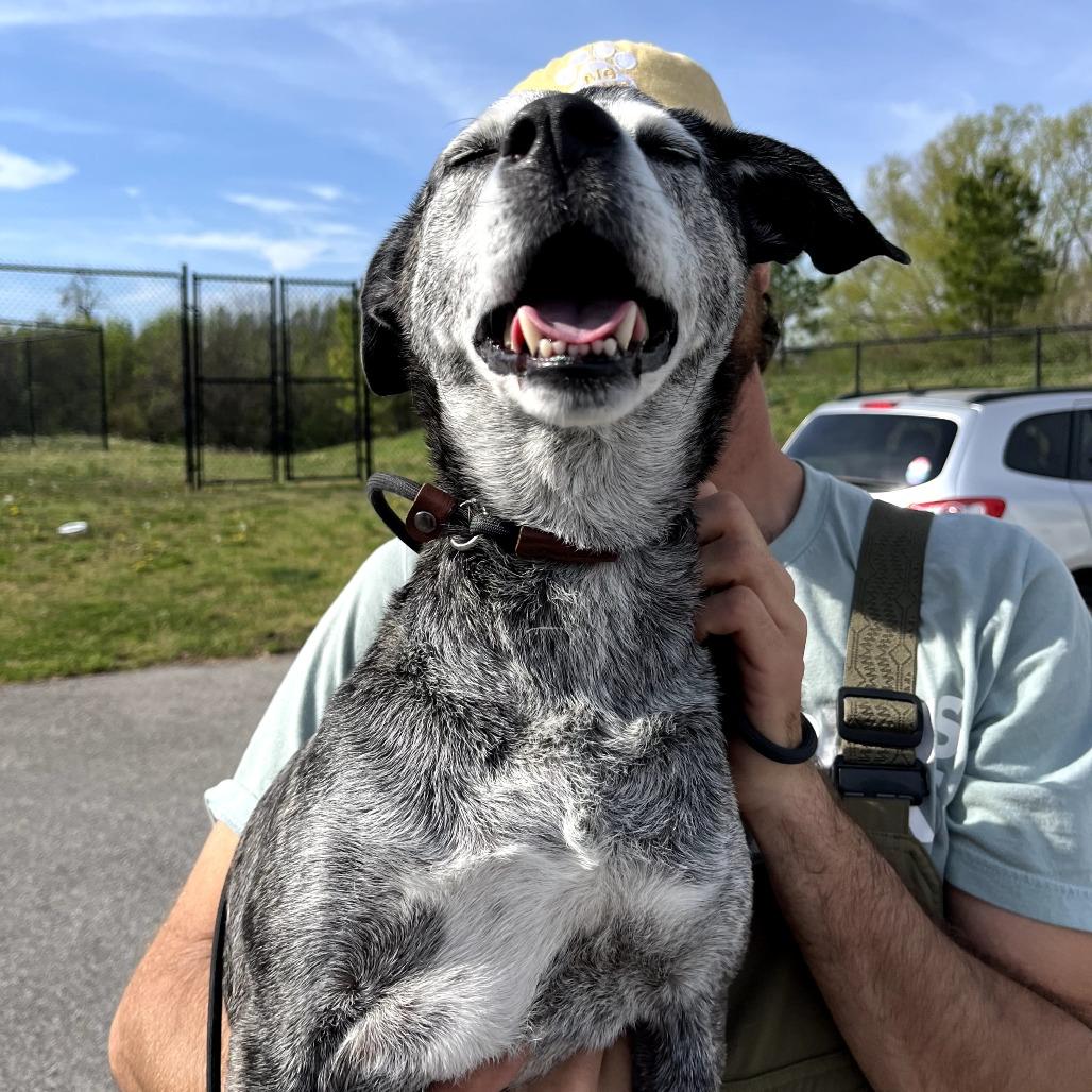 Enlarge Goose, a Adoptable mixed breed in Fayetteville, AR image 3/6