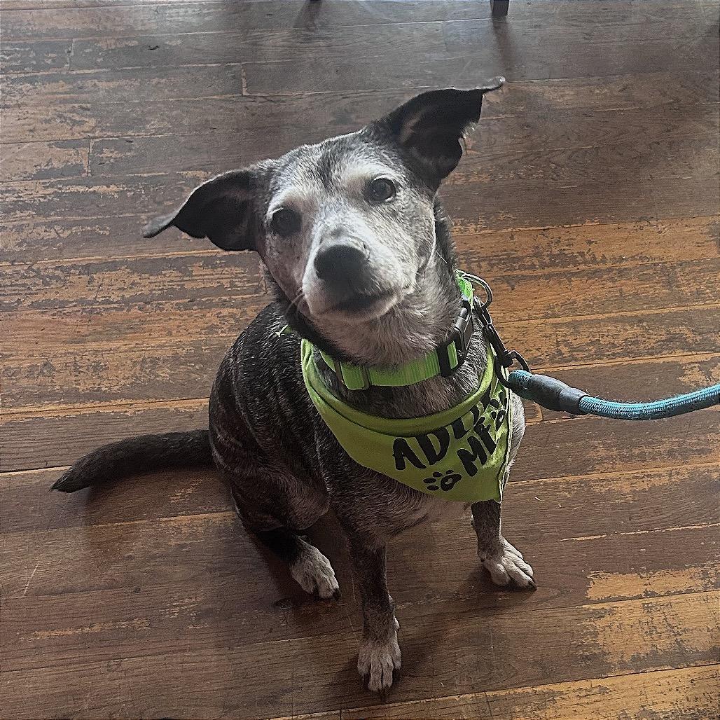 Enlarge Goose, a Adoptable mixed breed in Fayetteville, AR image 4/6