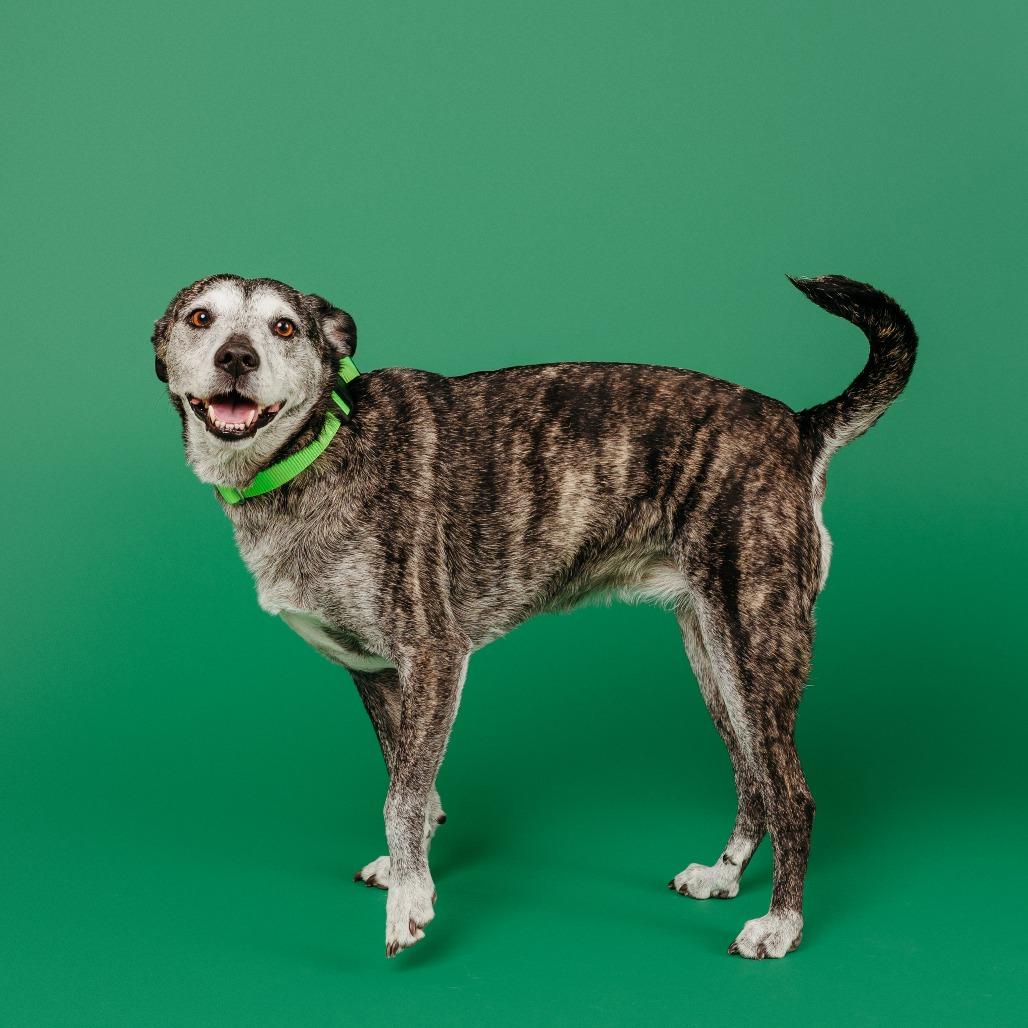 Goose, a Adoptable mixed breed in Fayetteville, AR image 4/6