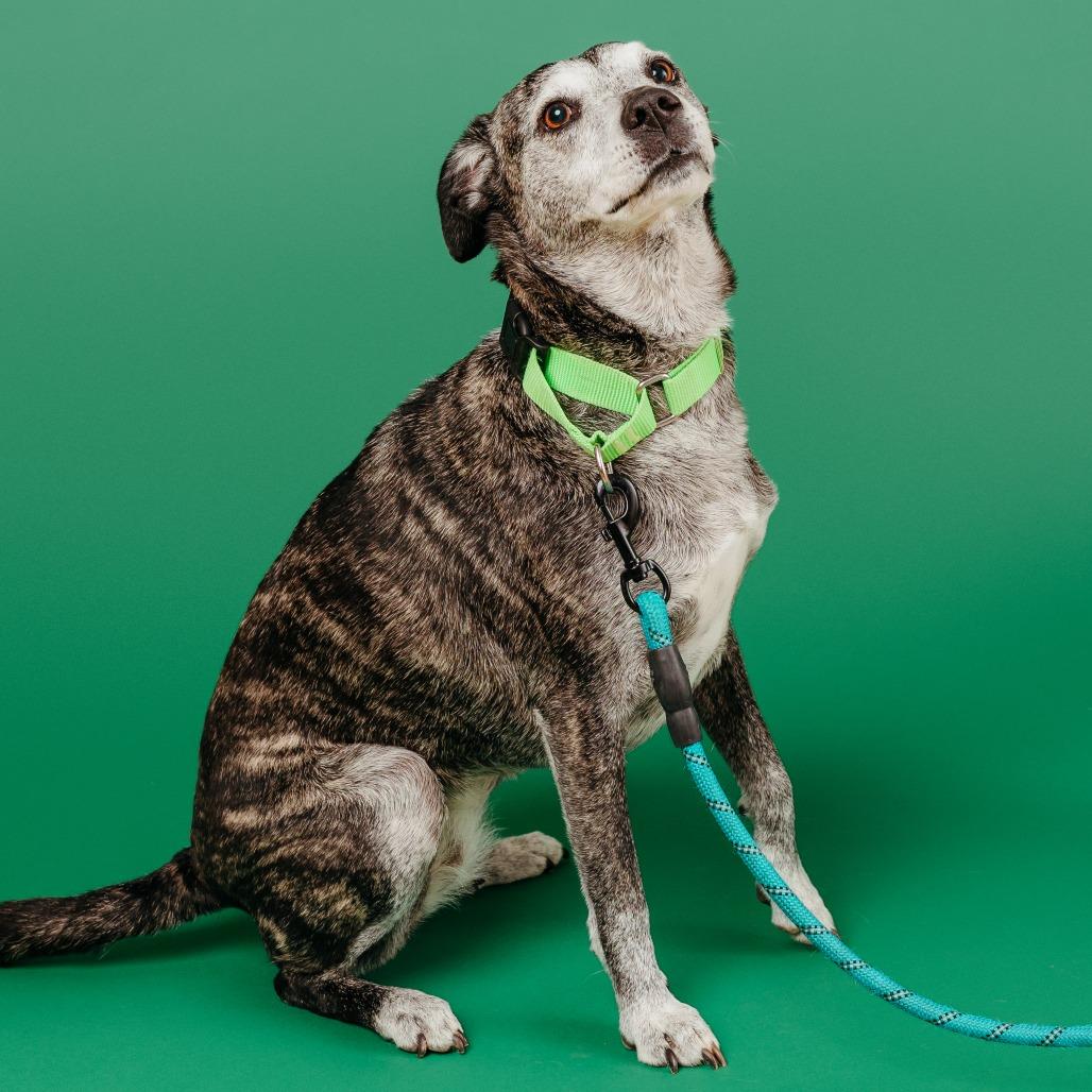Goose, a Adoptable mixed breed in Fayetteville, AR image 5/6