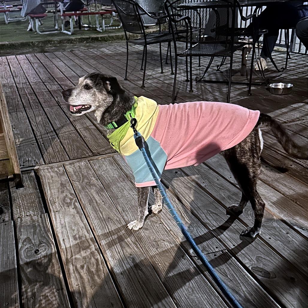 Enlarge Goose, a Adoptable mixed breed in Fayetteville, AR image 6/6