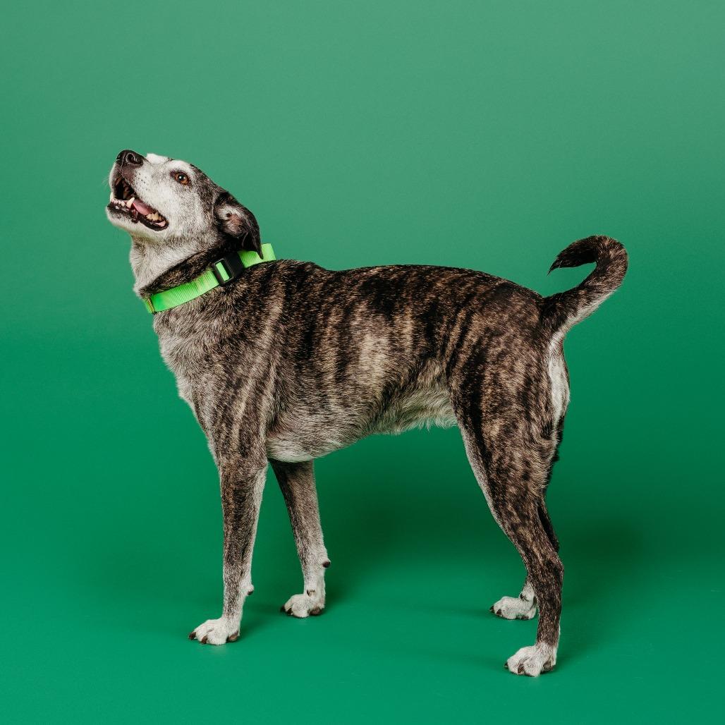 Goose, a Adoptable mixed breed in Fayetteville, AR image 6/6