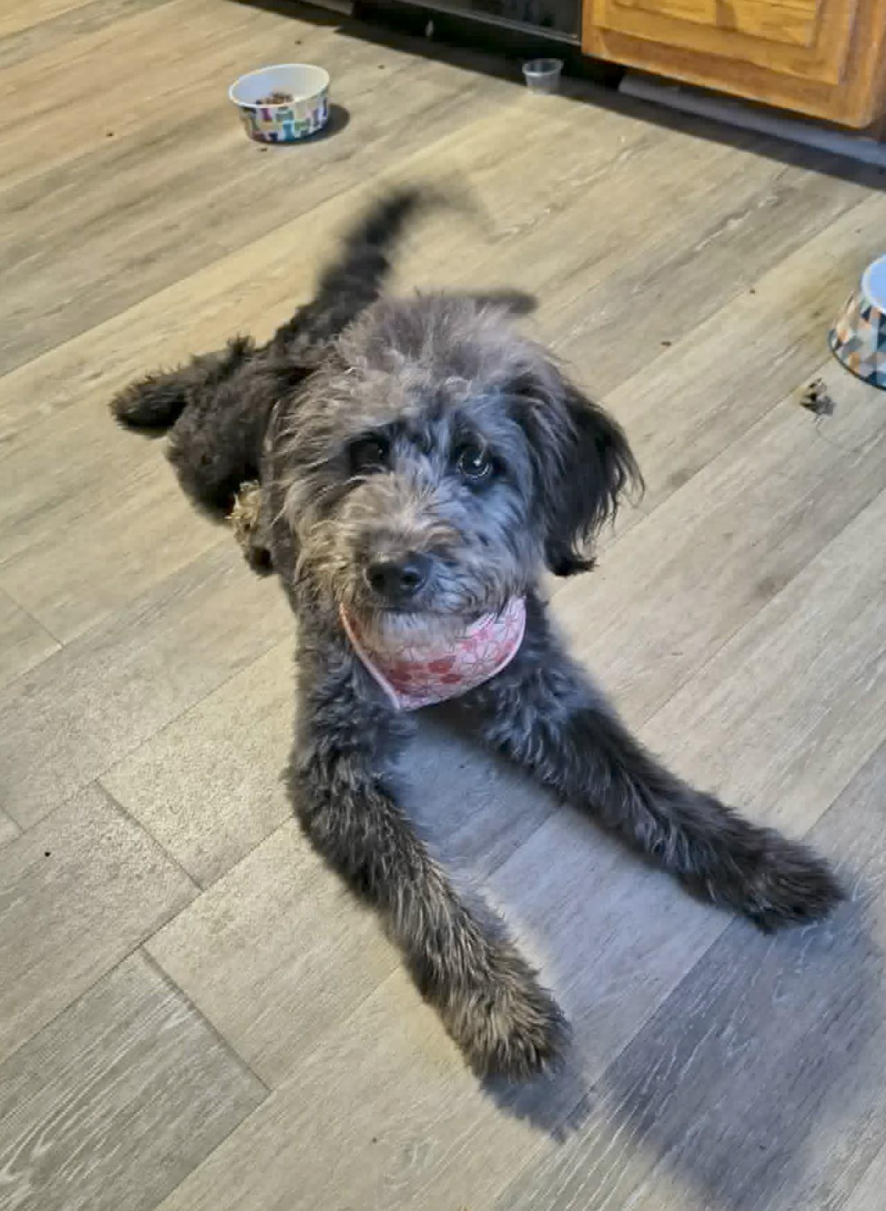 Darla, adopted, Young Female Poodle.