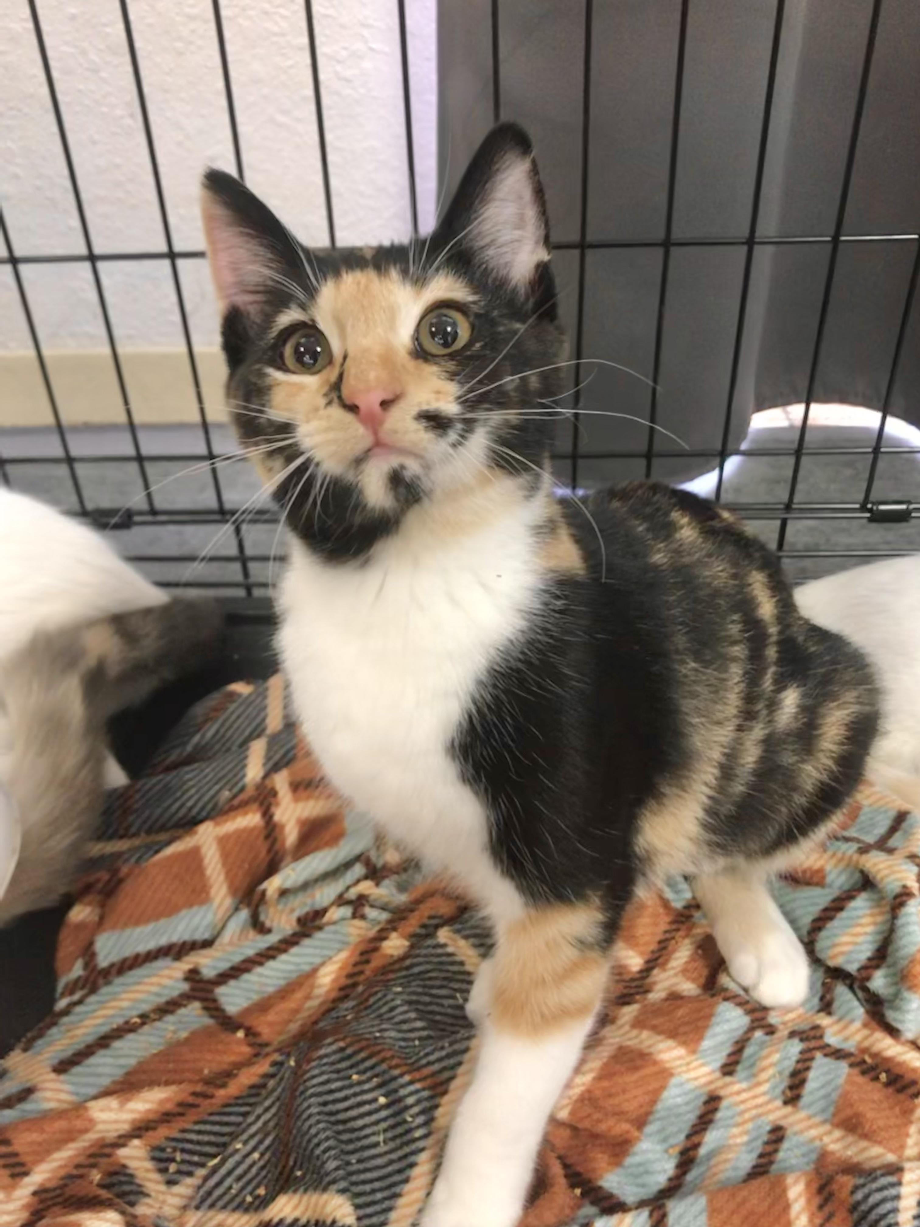 Calypso — thumbnail 3