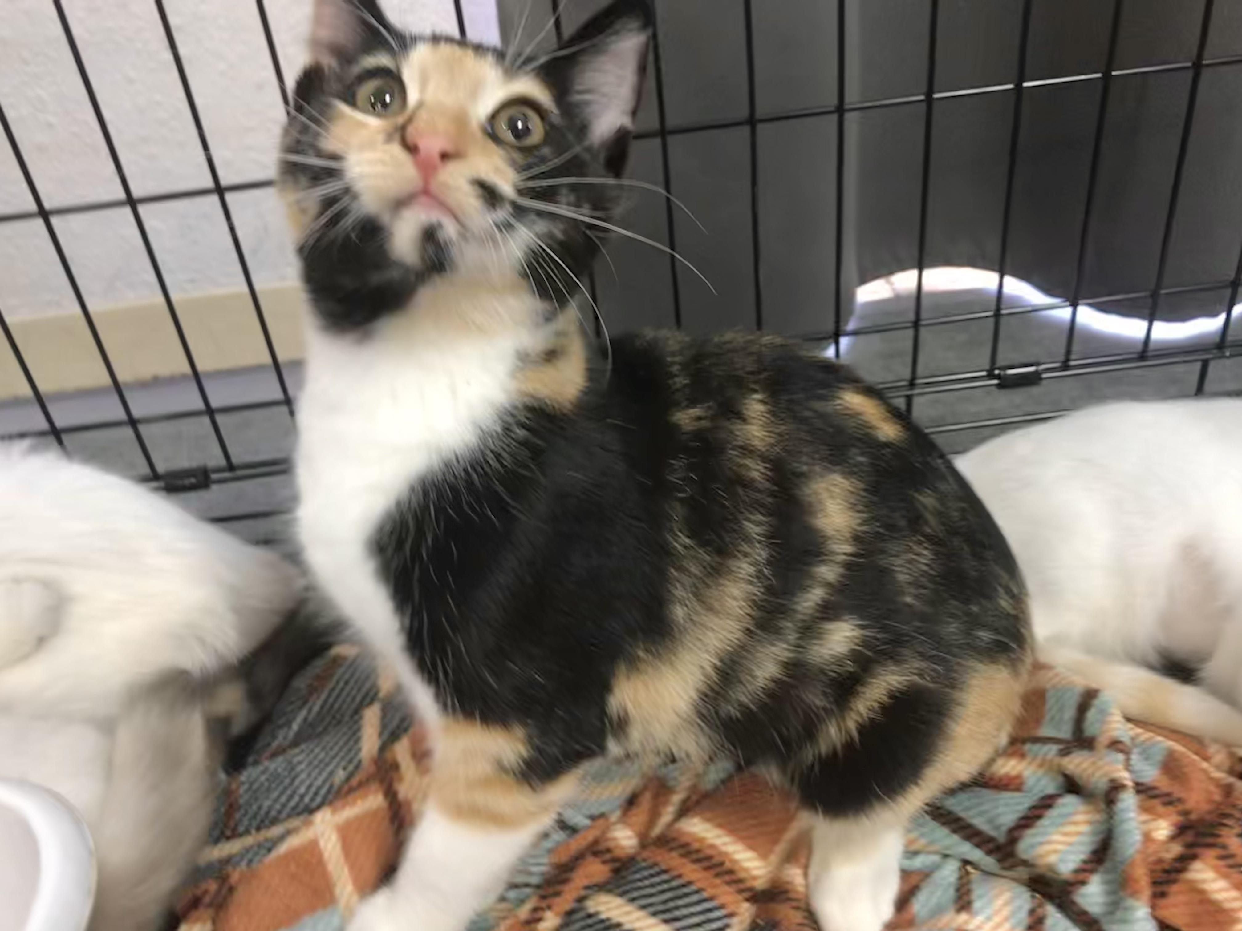 Calypso — thumbnail 4