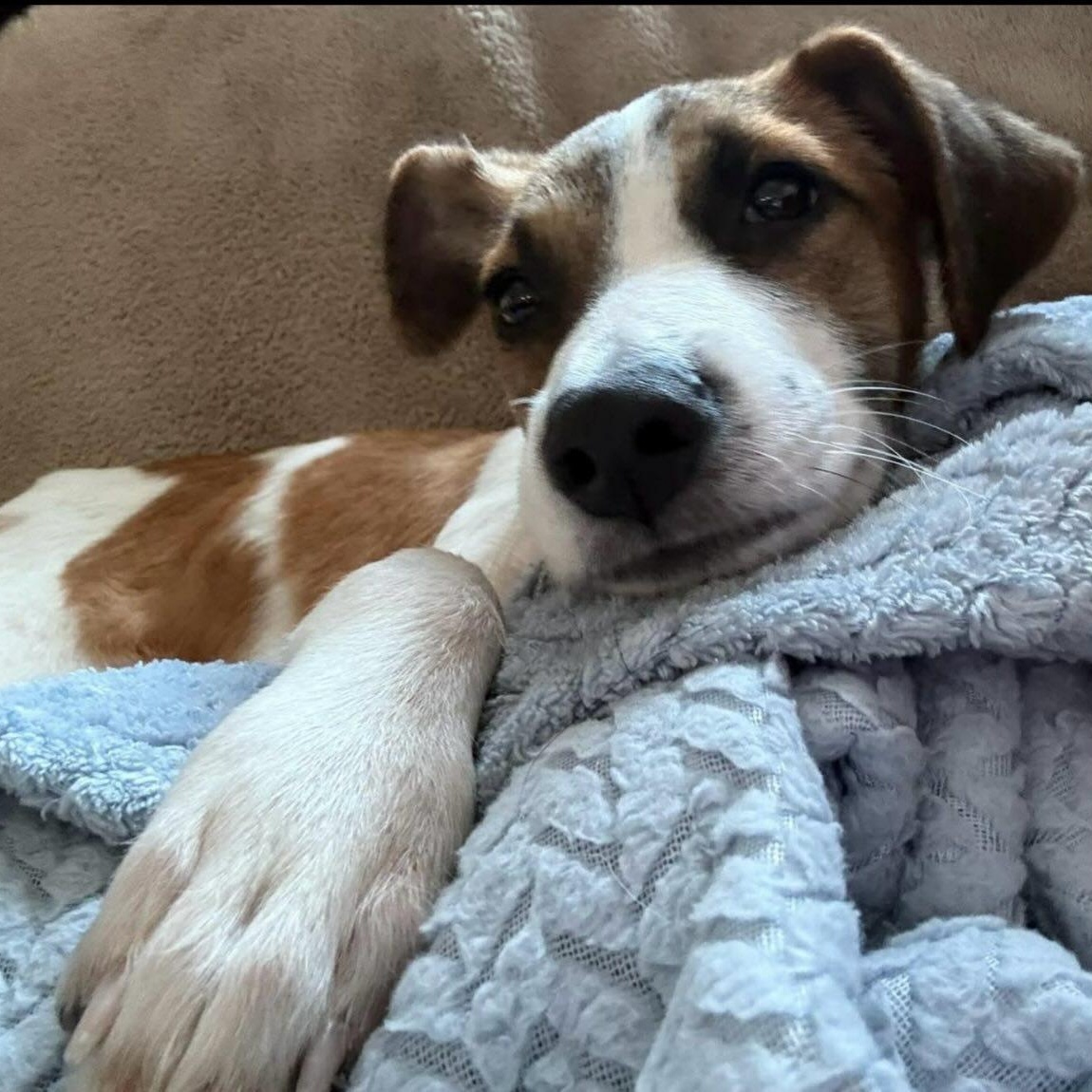 Enlarge Ava, a ADOPTABLE mixed breed in Pawtucket, RI image 1/4