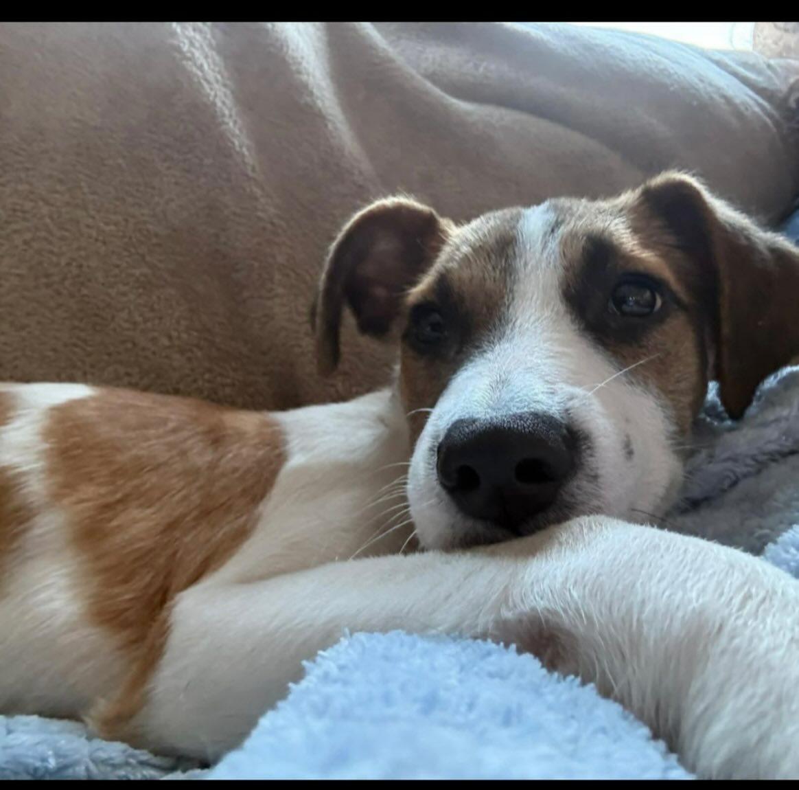 Enlarge Ava, a ADOPTABLE mixed breed in Pawtucket, RI image 4/4