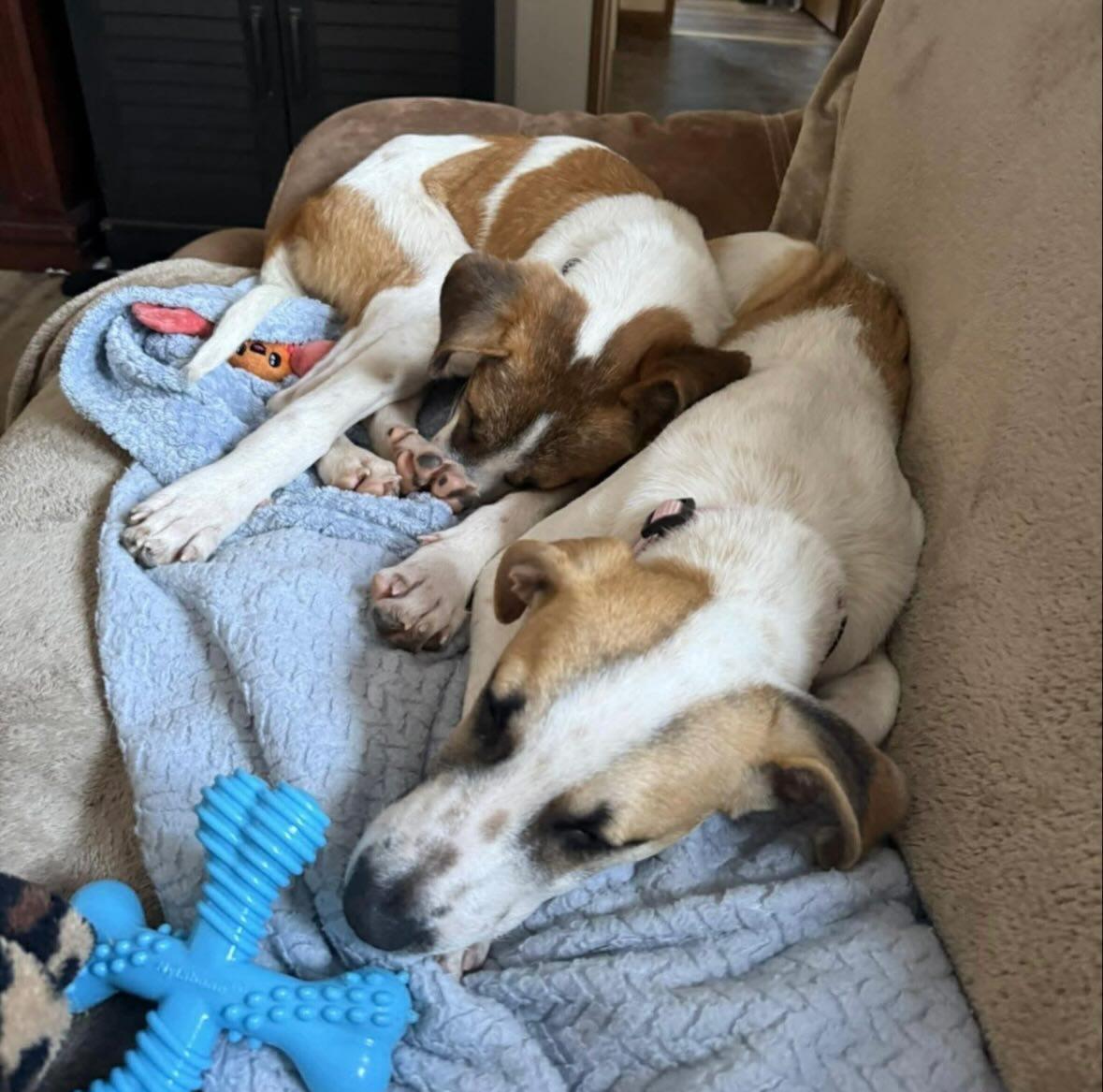 Enlarge Ava, a ADOPTABLE mixed breed in Pawtucket, RI image 2/4