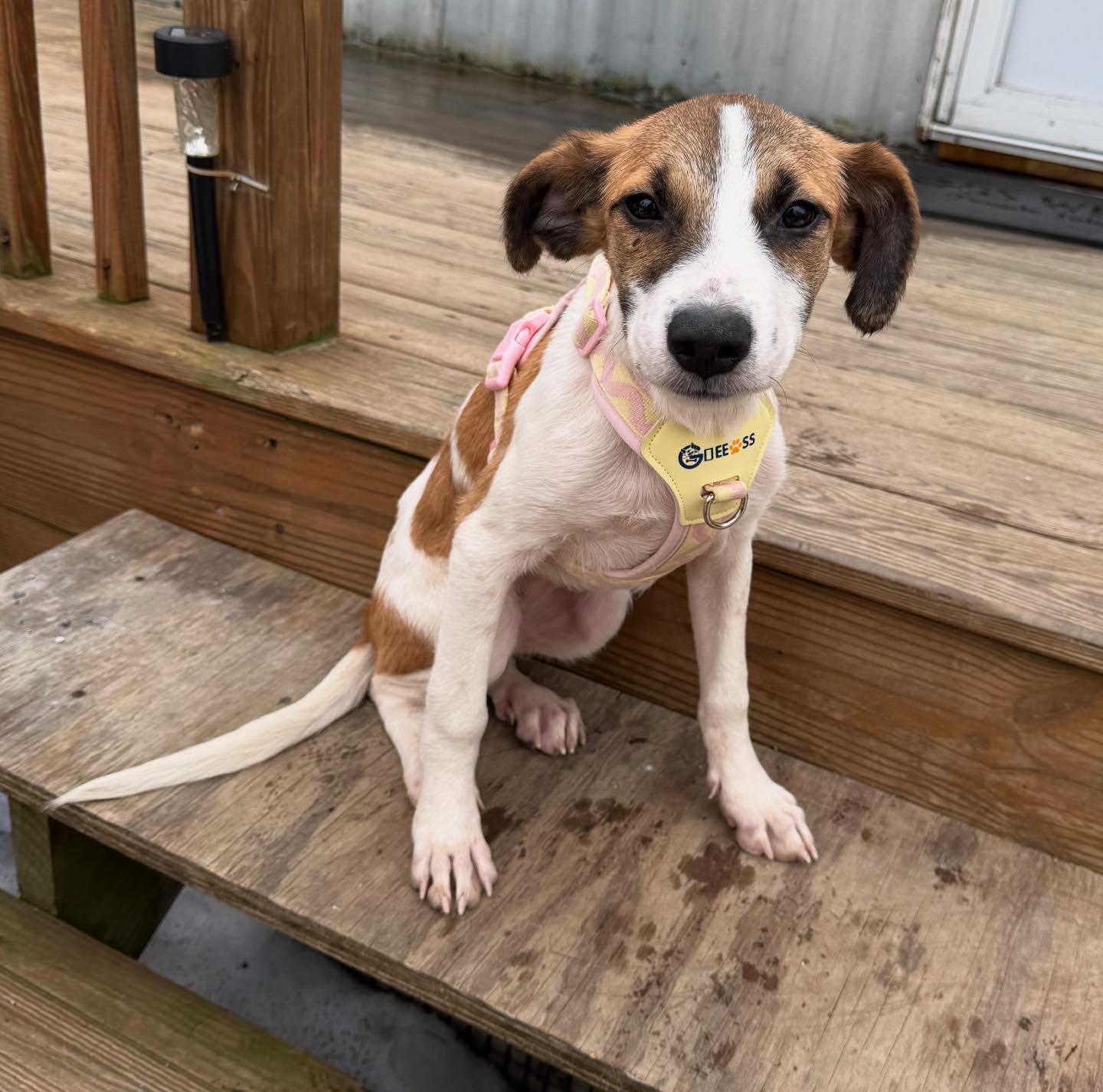 Enlarge Ava, a ADOPTABLE mixed breed in Pawtucket, RI image 3/4