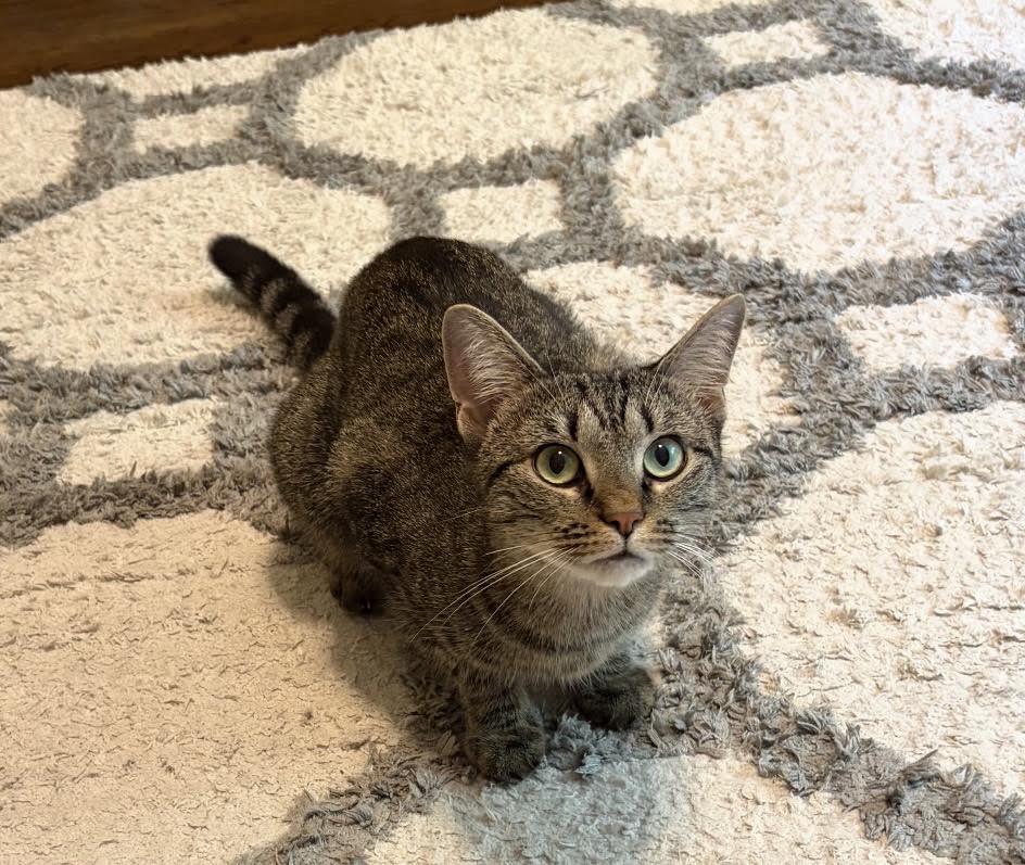 Enlarge Dojo Cat, a Adopted Domestic Short Hair in Greenburgh, NY image 5/6