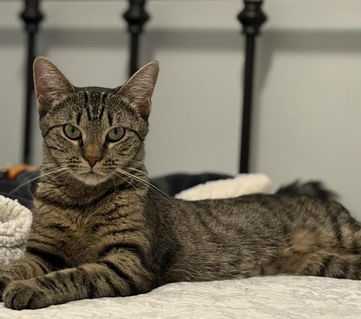 Enlarge Dojo Cat, a Adopted Domestic Short Hair in Greenburgh, NY image 2/6