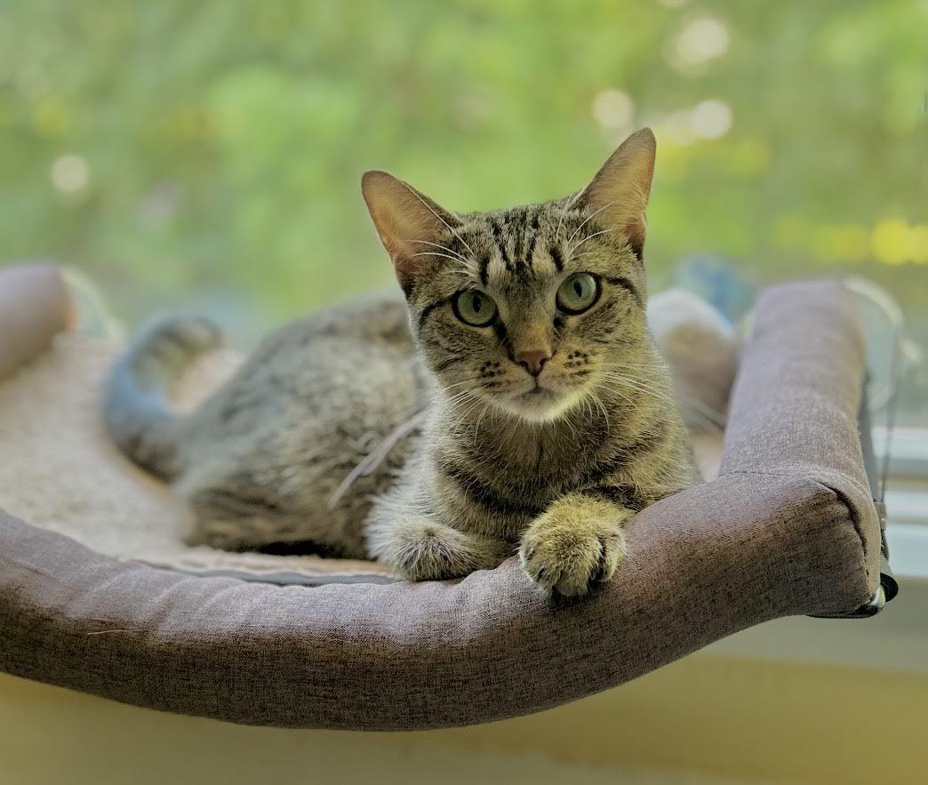 Dojo Cat, Adopted, Young Female Domestic Short Hair.