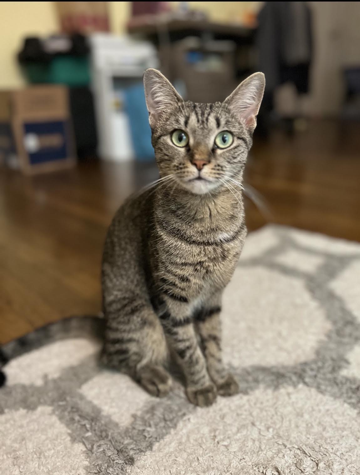 Enlarge Dojo Cat, a Adopted Domestic Short Hair in Greenburgh, NY image 3/6