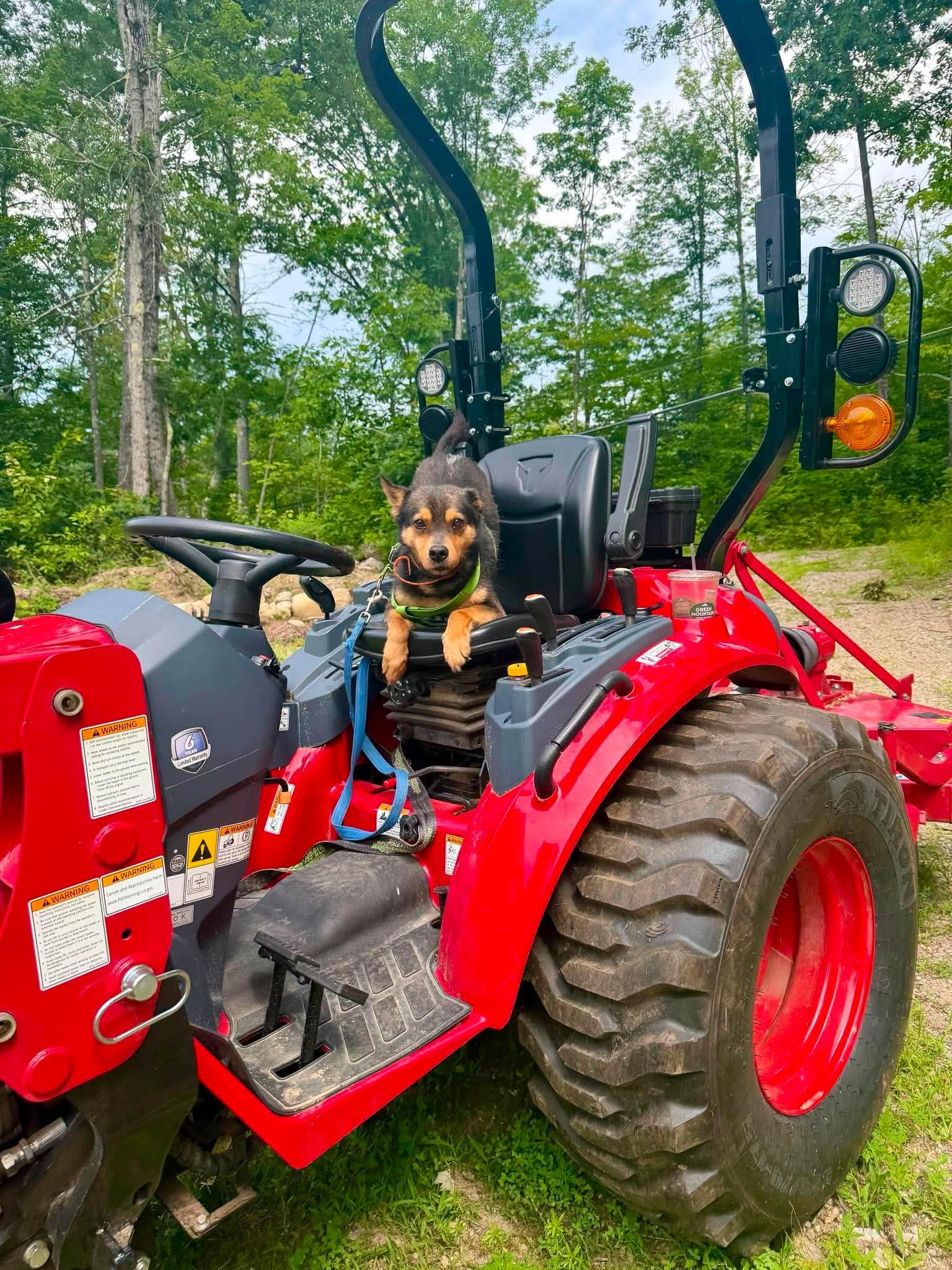 Enlarge Sammy, a Adoptable mixed breed in Portsmouth, NH image 4/6