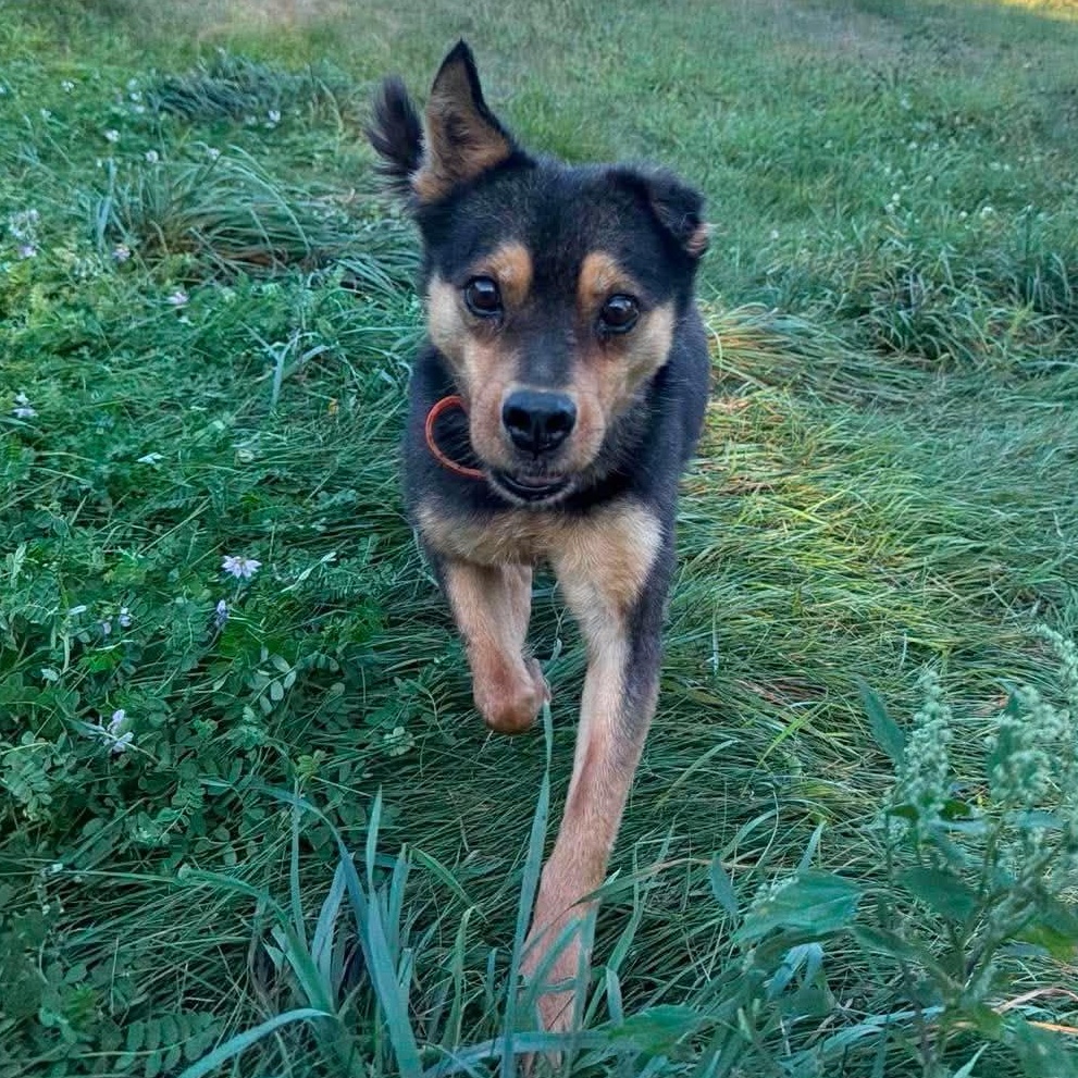 Sammy, Adoptable, Adult Male Cattle Dog & Chihuahua.