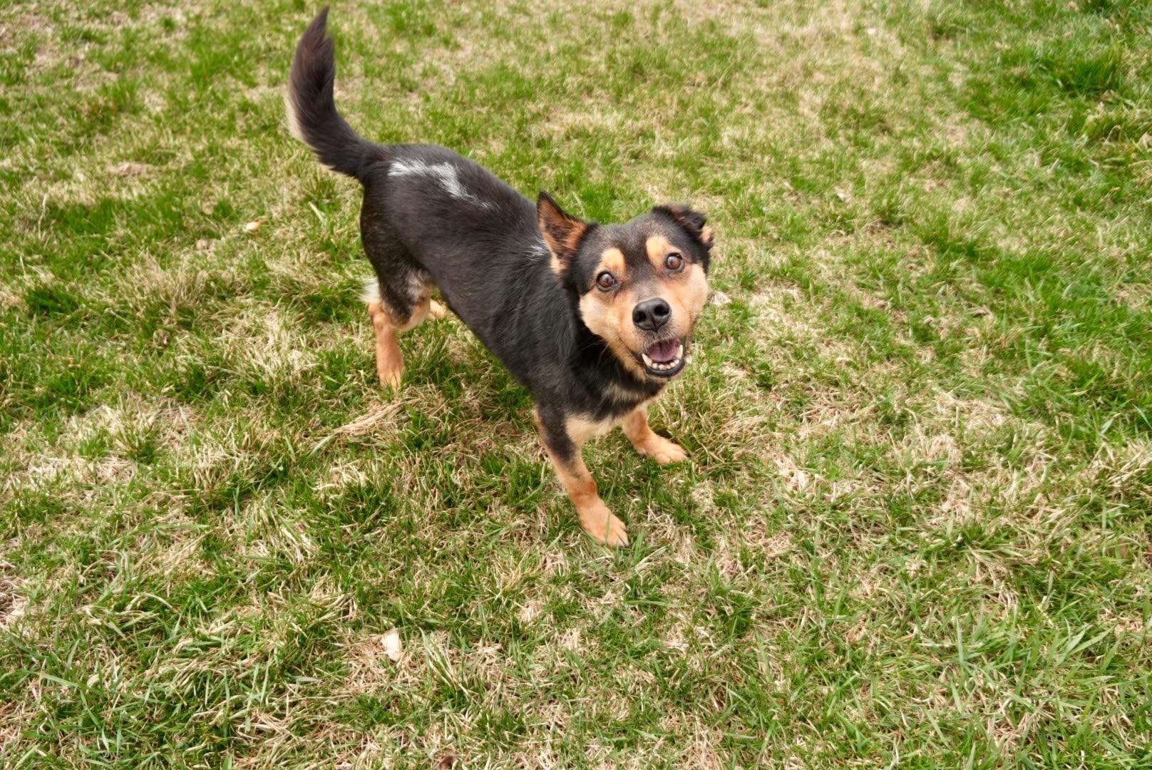 Enlarge Sammy, a Adoptable mixed breed in Portsmouth, NH image 5/6