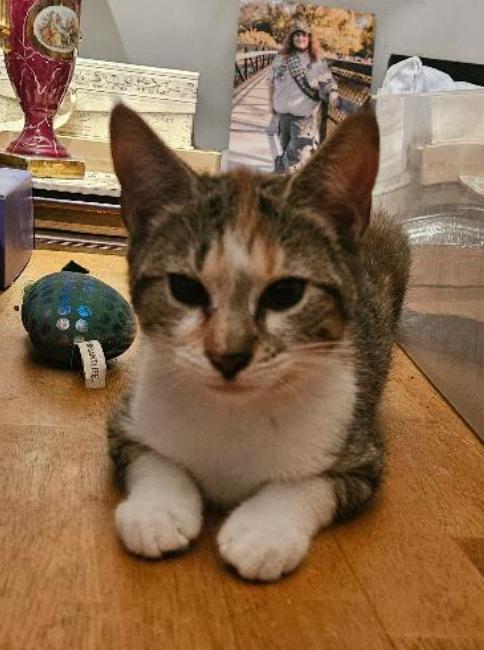 ROO, Adoptable, Kitten Female Domestic Short Hair.