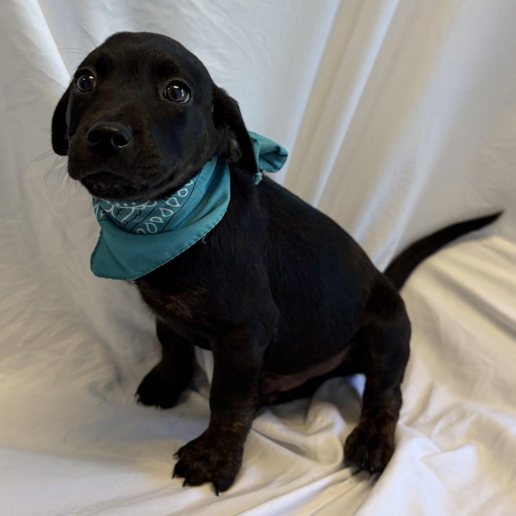 Rune, a Adoptable Mixed Breed in Canal Winchester, OH image 1/2