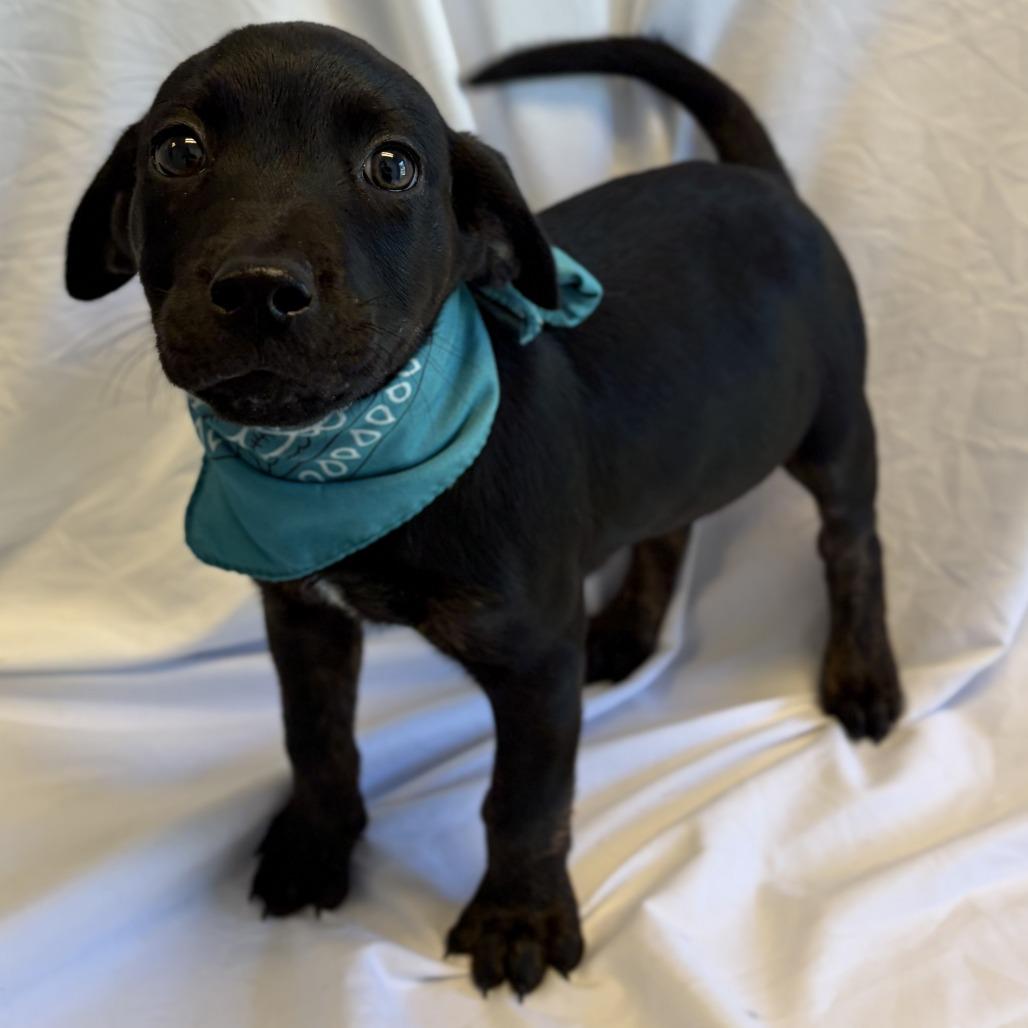 Rune, a Adoptable Mixed Breed in Canal Winchester, OH image 2/2