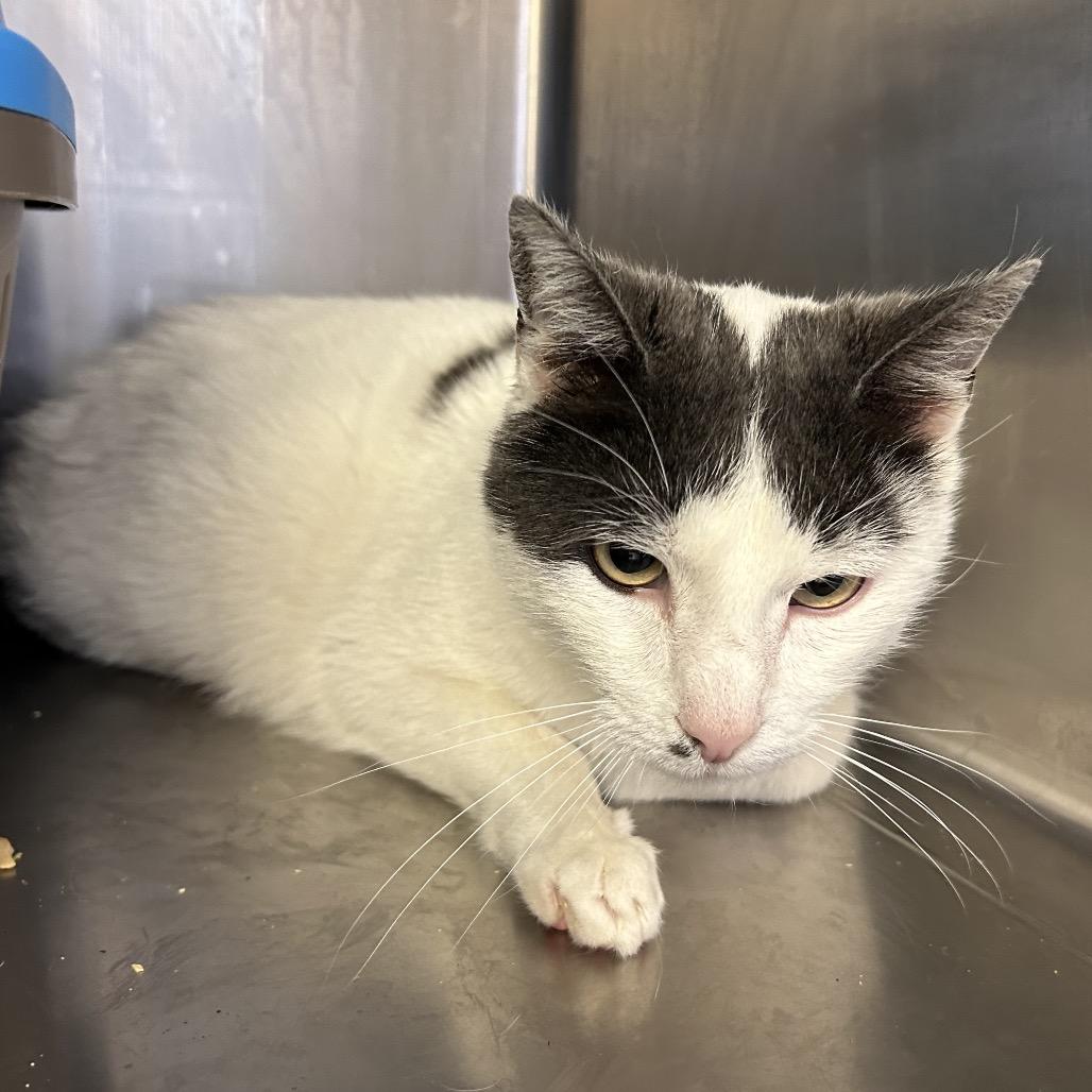 Gregaro, a Adoptable Domestic Short Hair in Santa Barbara, CA image 2/2