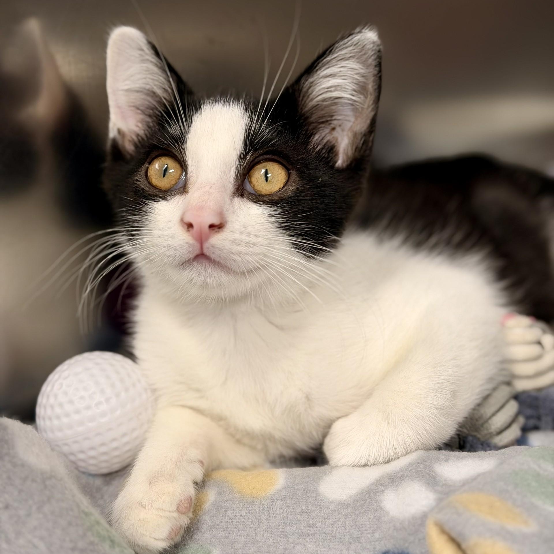 Enlarge Rolo, a ADOPTABLE Domestic Short Hair in Manahawkin, NJ image 2/2