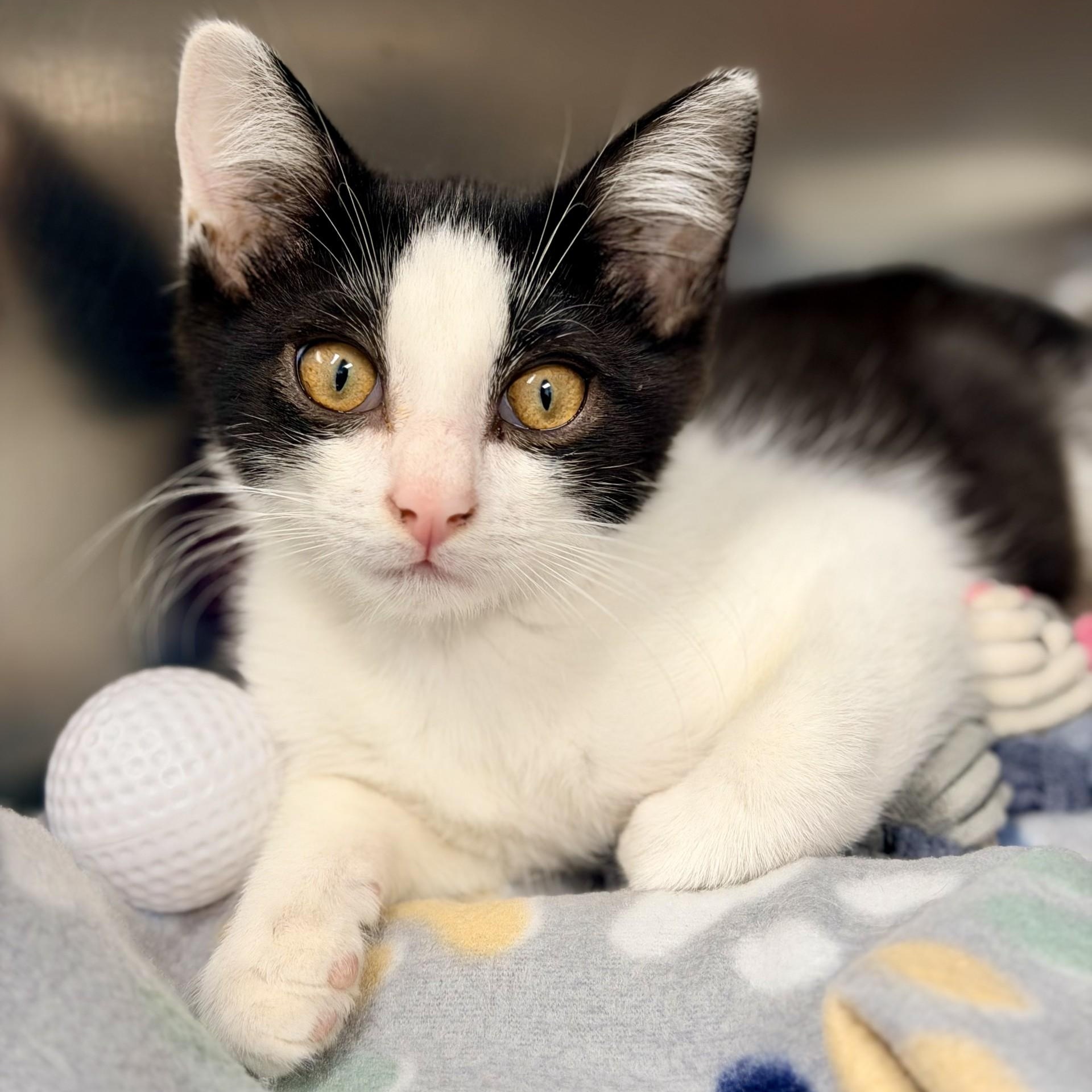 Rolo, ADOPTABLE, Kitten Male Domestic Short Hair.