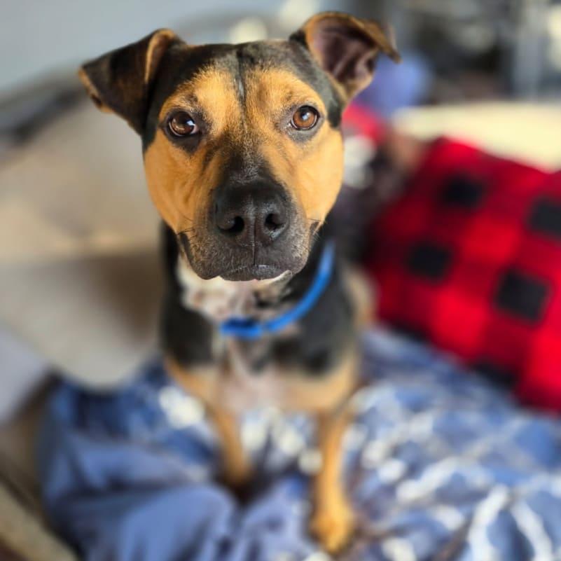 Enlarge King, a Adoptable mixed breed in Tampa, FL image 1/3