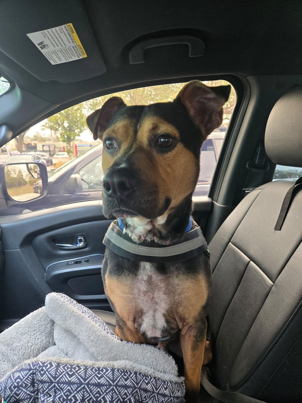 Enlarge King, a Adoptable mixed breed in Tampa, FL image 2/3