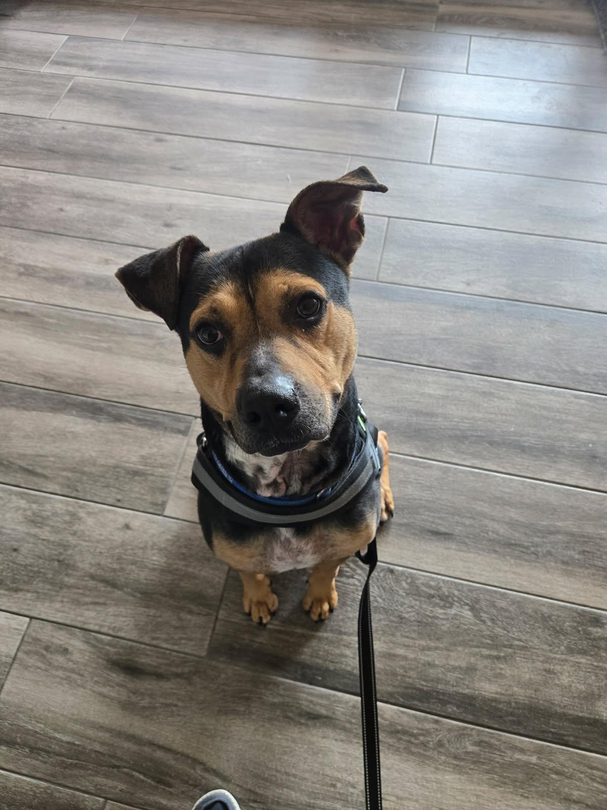 Enlarge King, a Adoptable mixed breed in Tampa, FL image 3/3