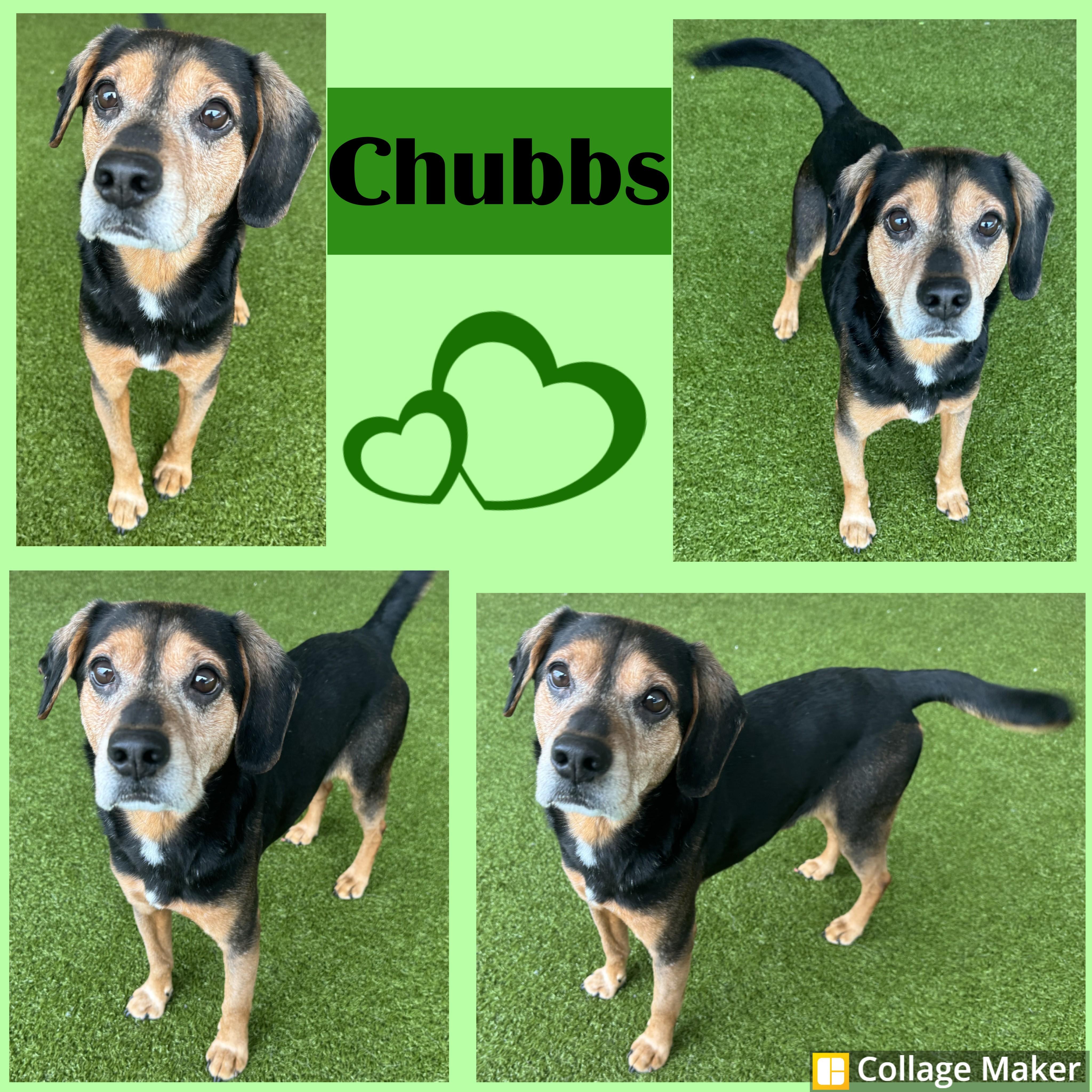 Chubbs, ADOPTABLE, Adult Male Beagle.