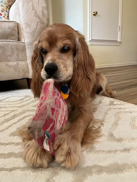 Healey, Adoptable, Senior Male Cocker Spaniel.
