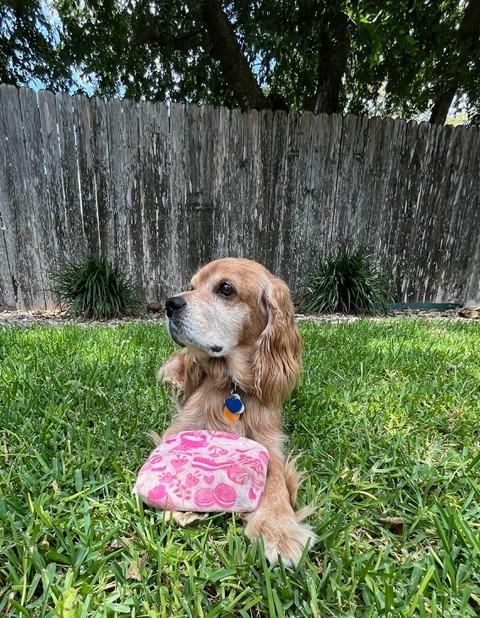 Healey, a Adoptable Cocker Spaniel in Austin, TX image 2/4