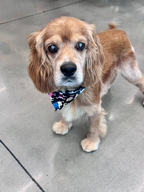 Healey, a Adoptable Cocker Spaniel in Austin, TX image 3/4
