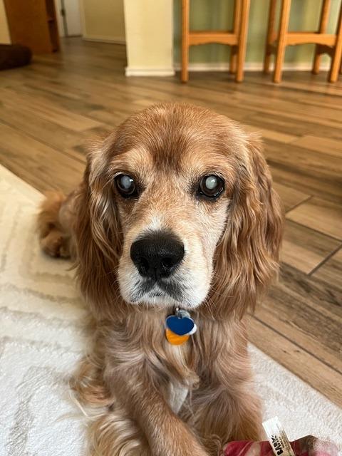 Healey, a Adoptable Cocker Spaniel in Austin, TX image 4/4