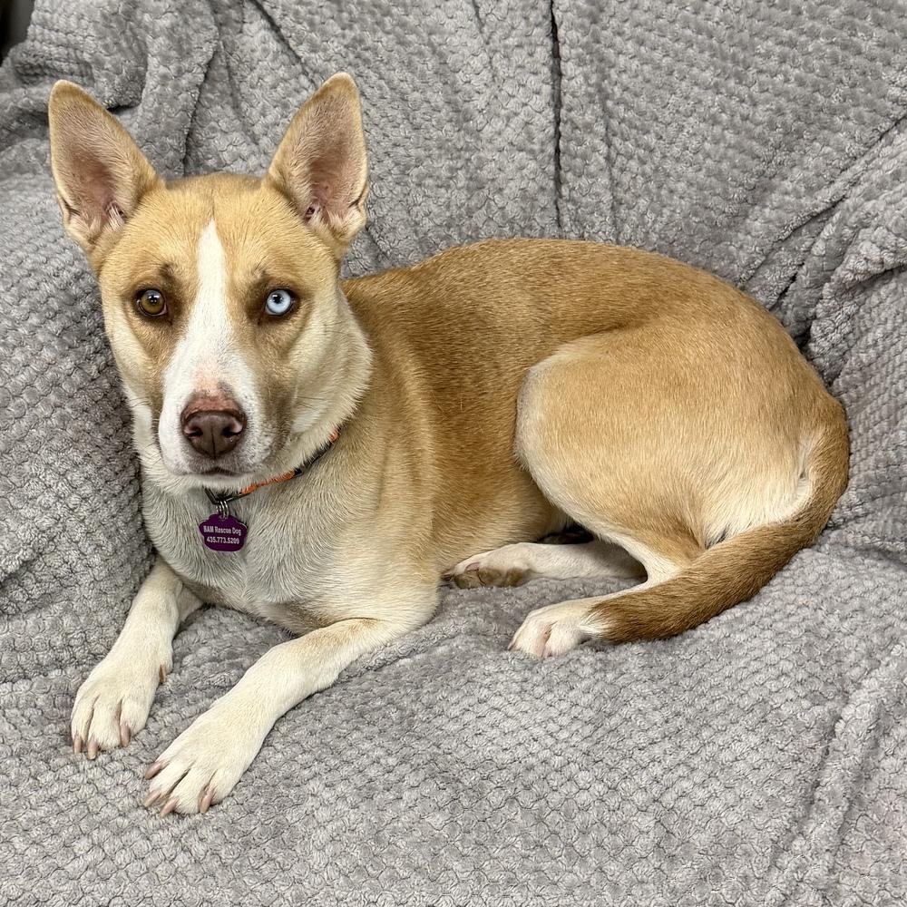Enlarge Maple, a Adoptable mixed breed in Hurricane, UT image 2/6